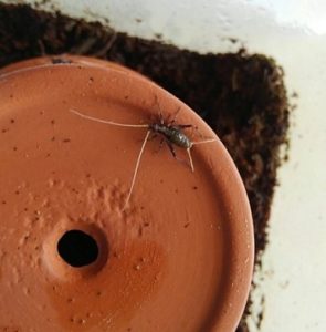 スズムシの幼虫の育て方