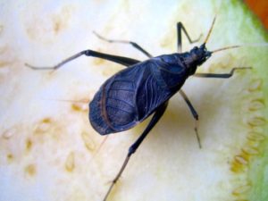 スズムシの飼い方と孵化のコツ